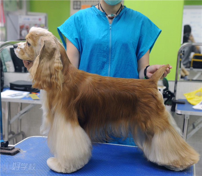 图中可卡造型并不算太完美,因为模特犬的毛还是有欠缺的