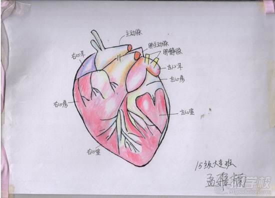 漯河卫生中等专业学校医学绘图比赛作品展示