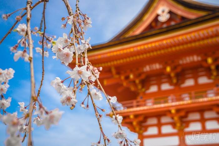 日本京都清水寺春季櫻花