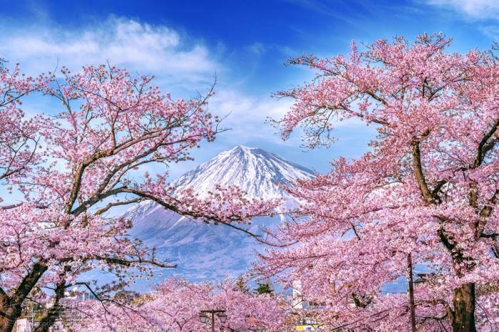日本春天的富士山和樱花