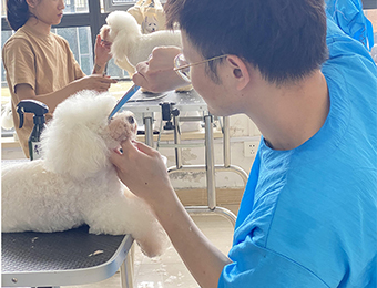 上海宠物美容M级专业培训课程