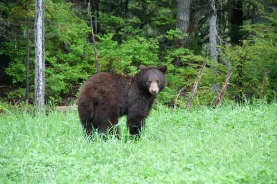 加拿大熊熊