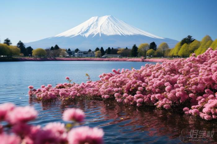 日本富士山的粉色花海
