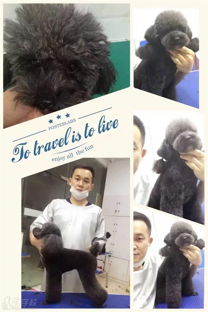 长沙秀怡宠物美容学校学员风采