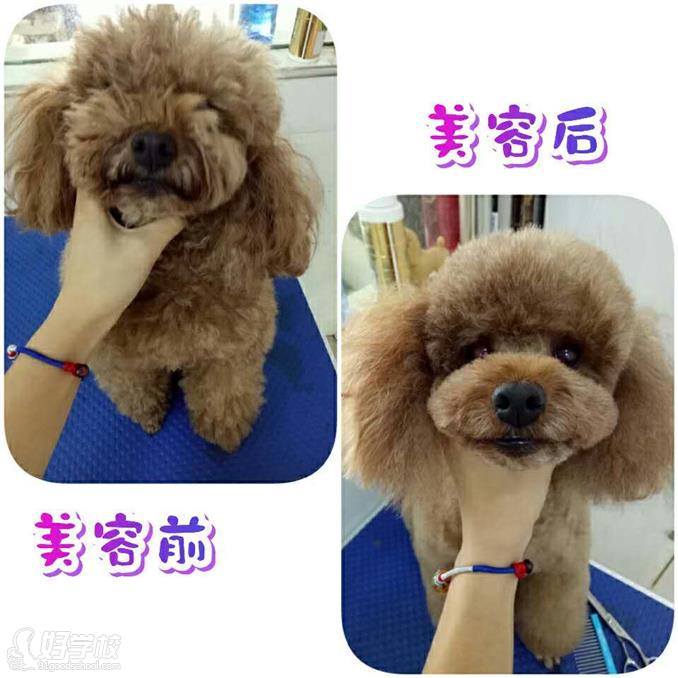 长沙秀怡宠物美容学校作品展示