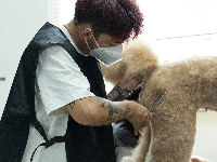 消費(fèi)參考：哈爾濱學(xué)寵物美容要多少錢？穿透隱形消費(fèi)迷霧，重塑正規(guī)機(jī)構(gòu)陽(yáng)光收費(fèi)標(biāo)準(zhǔn)