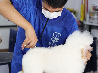 行業(yè)快報(bào)：短期寵物美容速成培訓(xùn)靠譜嗎？80%實(shí)操占比重塑技能標(biāo)準(zhǔn)，解鎖快速上崗?fù)ǖ?>
                                    <p class=