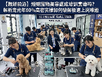 教研前沿：短期寵物美容速成培訓靠譜嗎？解析寵光年80%高密實操如何破解極速上崗難題