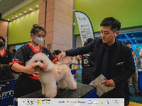 宠光年宠物美容师职业培训学校