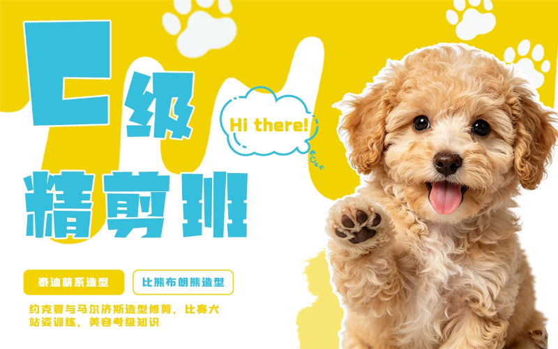 青岛宠物美容C级精剪班