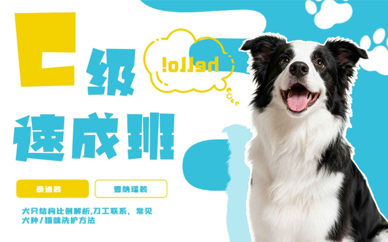 青岛宠物美容C级速成班