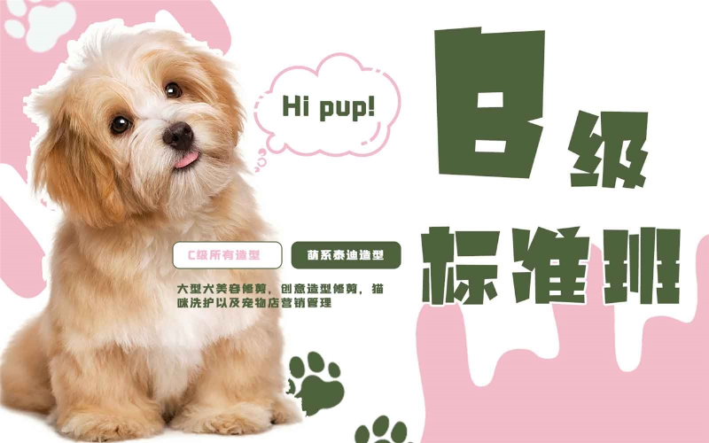 青岛欧朗宠物美容培训学校