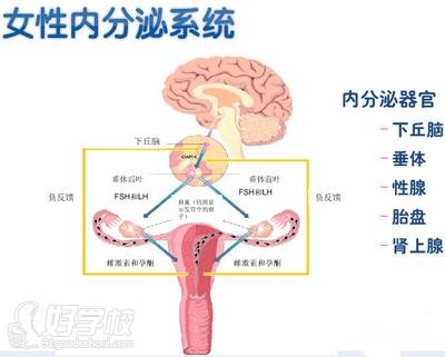 女生內(nèi)分泌系統(tǒng)