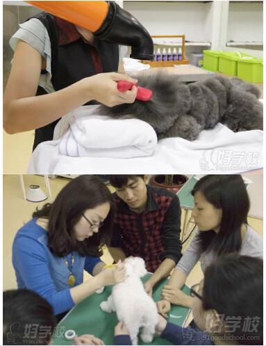广州尊宠国际宠物美容护理培训学校教学场景
