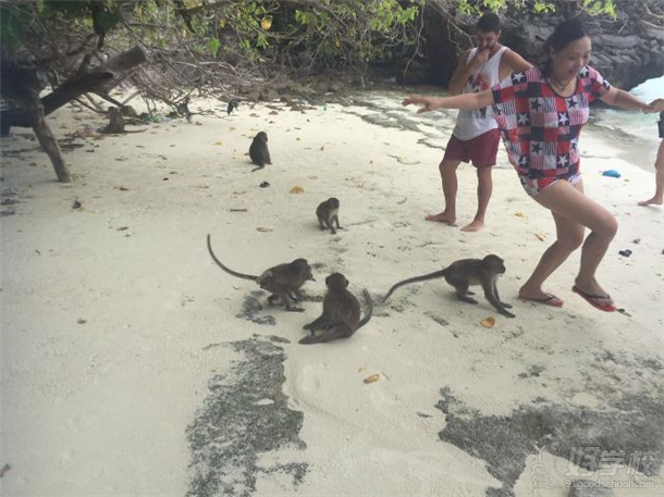 小岛上与猴子玩耍