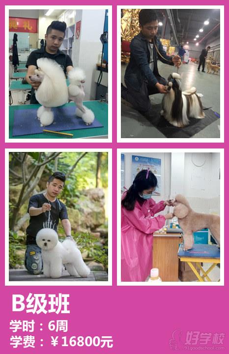 布朗熊b级宠物美容师课程宣传图片