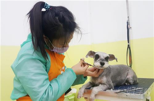 北京宠艺宠物美容师培训中心实操现场