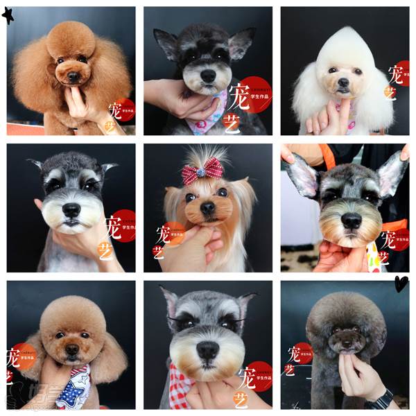 北京宠艺宠物美容师培训中心  狗狗造型展示