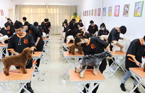 北京宠艺宠物美容师培训中心 上课现场