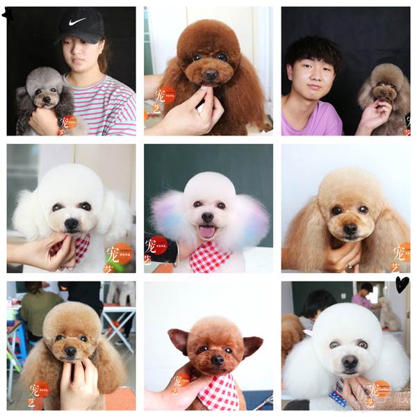 北京宠艺宠物美容师培训中心 学员作品展示