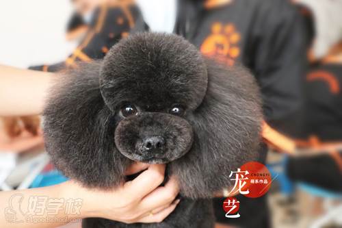 北京宠艺宠物美容师培训中心 学员作品