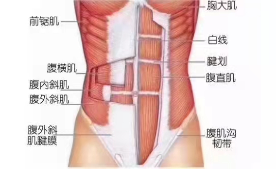 骨盆解剖