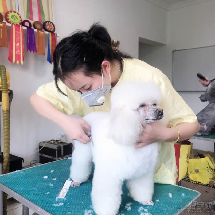 武汉无界时尚宠物造型培训学校  专业教学现场