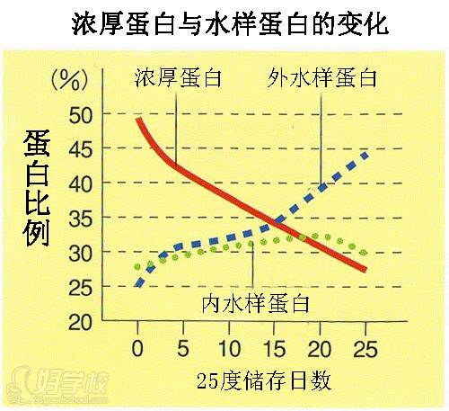 蛋白比例