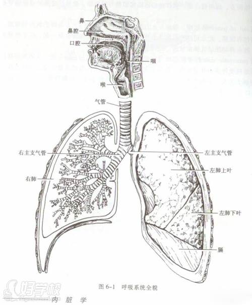 呼吸系統(tǒng)圖解