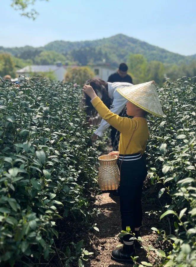 采摘茶葉