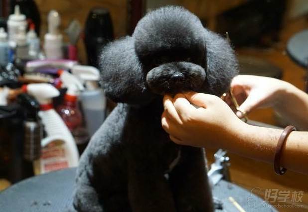 台州哈利吖吖国际宠物美容师培训学校 教学造型六