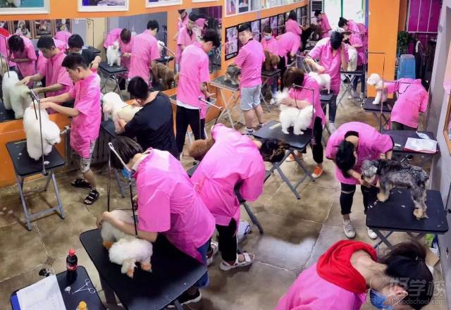 台州哈利吖吖国际宠物美容师培训学校 教学环境三