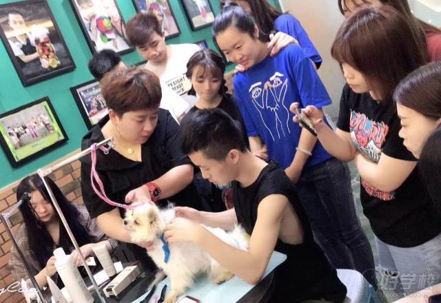 台州哈利吖吖国际宠物美容师培训学校 教学环境四