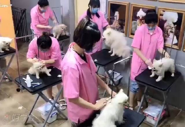 台州哈利吖吖国际宠物美容师培训学校 教学环境五