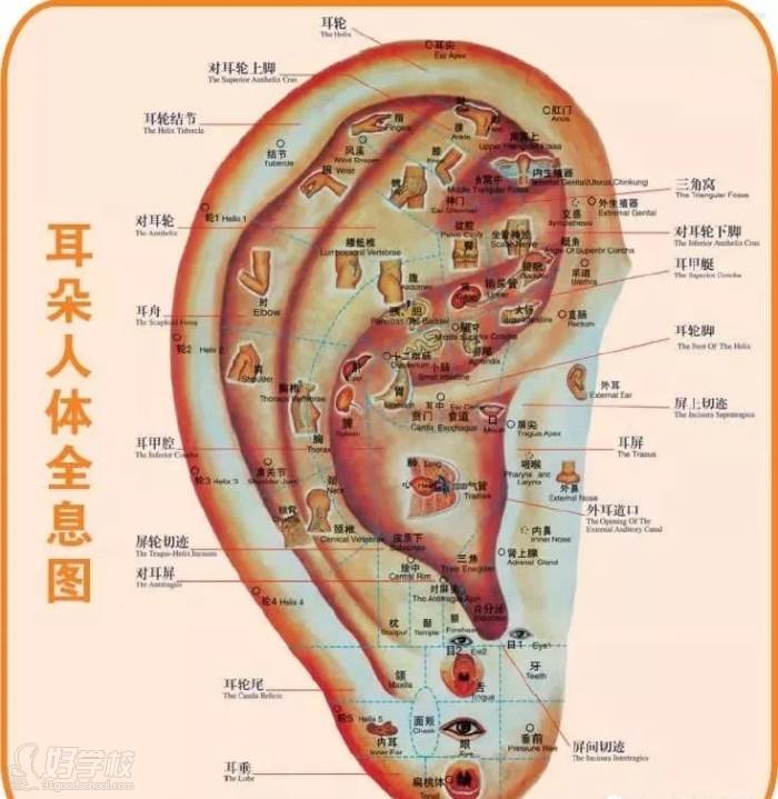 耳诊疗法