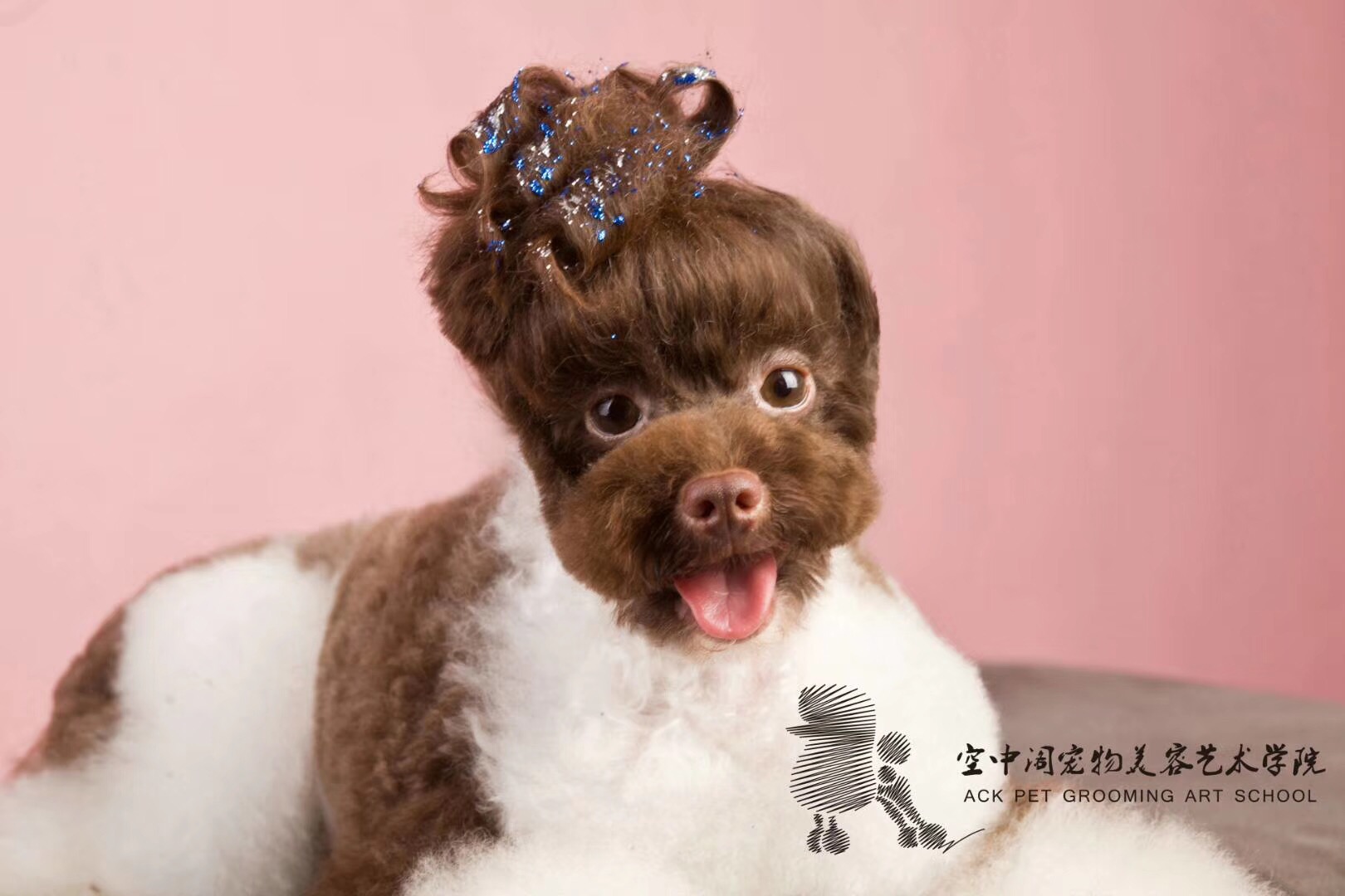 重庆宠物a级欧洲大陆造型贵宾专修专业班