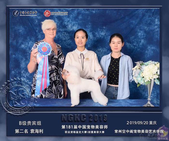 获得第181届中国宠物美容师B级贵宾组第2名荣誉