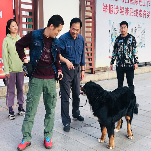 广州C+B级专业训犬师训练班