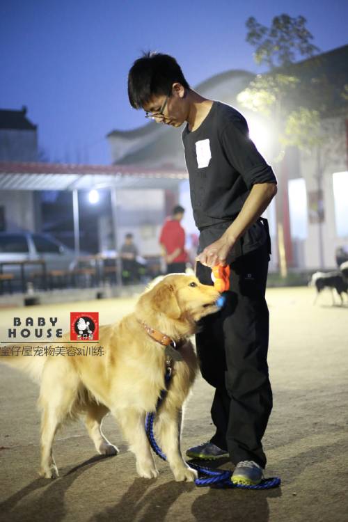 2020上海宠物训练师培训班
