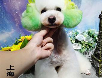 上海宠物美容7天染色精修班