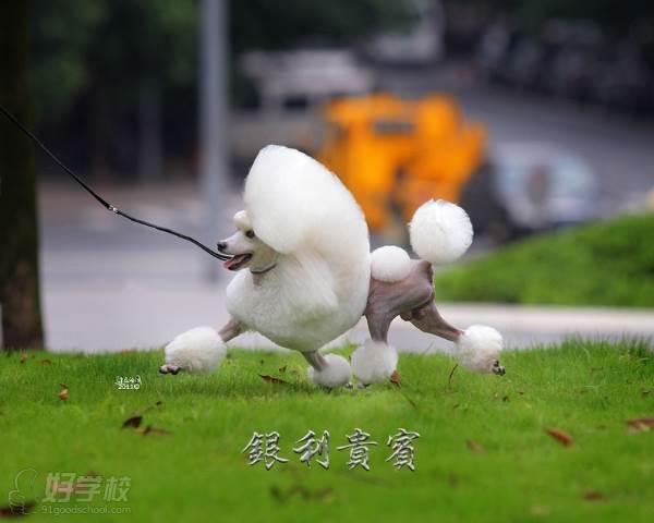 【NOVA】 AKC-GS中国区  2010年度全犬种积分榜排行2，玩具犬排行1  