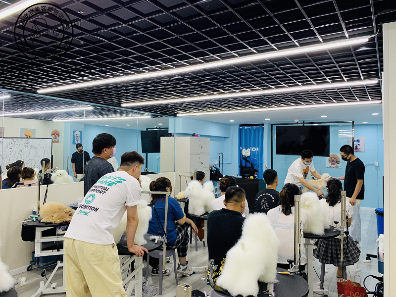 常州宠物c级专业技能培训班-常州艺嘉宠物美容师培训学校-【学费,地址