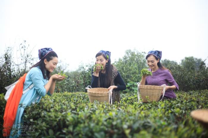 天熹文化茶学院-采茶教学现场1