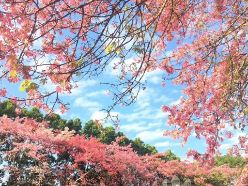 木棉花风景