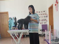 北京A咖宠物美容培训学校上课现场怎么样？
