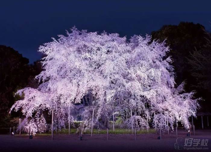 日本“鎮(zhèn)園之寶”