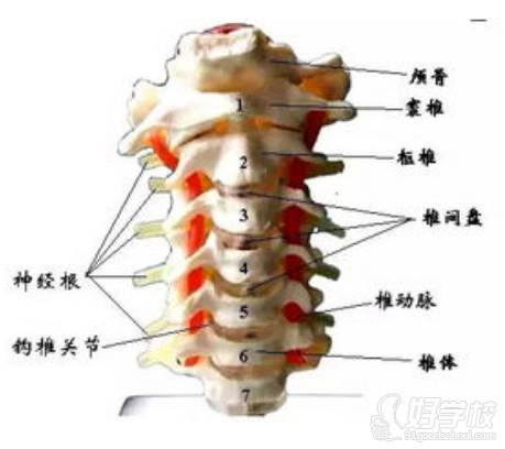 脊椎构造