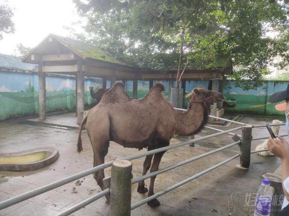 動物園-駱駝