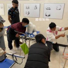 北京道格宠物美容培训学校