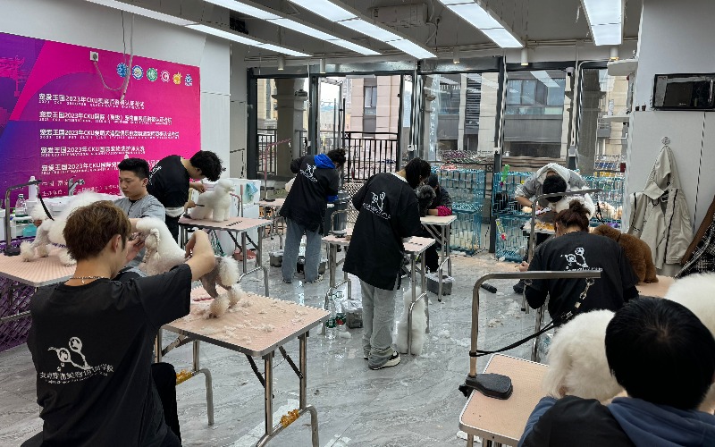 南京宠物B级美容师培训班